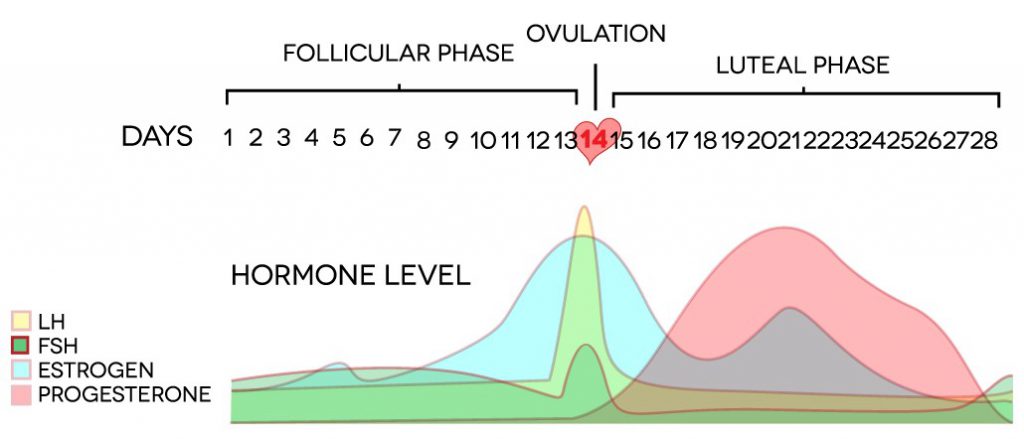 Ovulation graph with the follicular phase and luteal phase