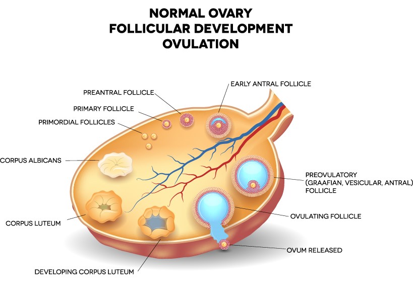 Normal ovary follicular development ovulation diagram